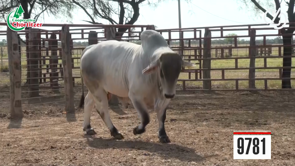 Lote Brahman