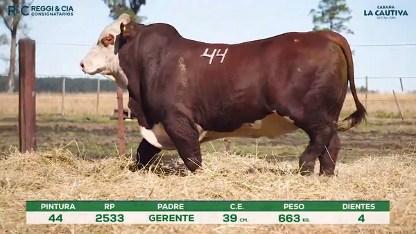 Lote Toros Braford controlados