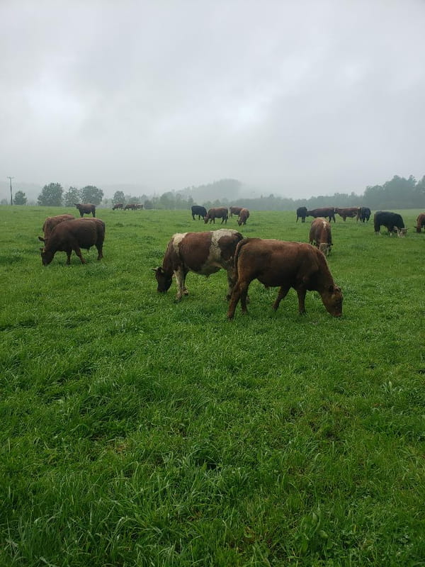 Lote 45 Ternero en Cunco, IX Región Araucanía