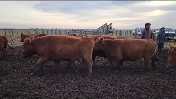 Lote 50 VACAS USADAS PREÑADAS, GUAMINI, BS. AS.