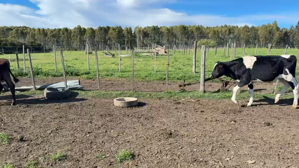 Lote TERNEROS