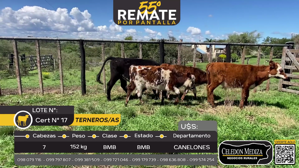 Lote 7 Terneros y Terneras en Las Brujas, Canelones