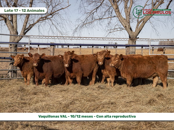 Lote VAQUILLONAS V.A.L. (Vientre Aprobado Limangus)