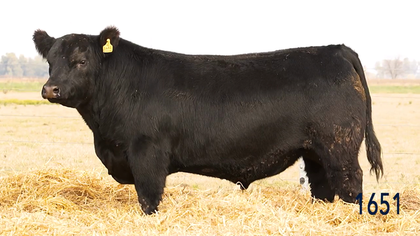 Lote Toro