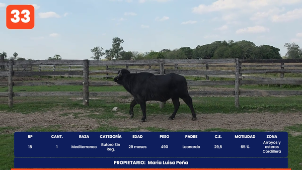 Lote LOTE 33
