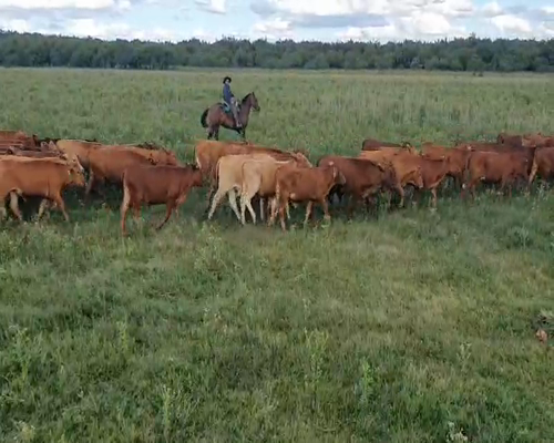Lote 400 Terneros en Gualeguaychú, Entre Ríos