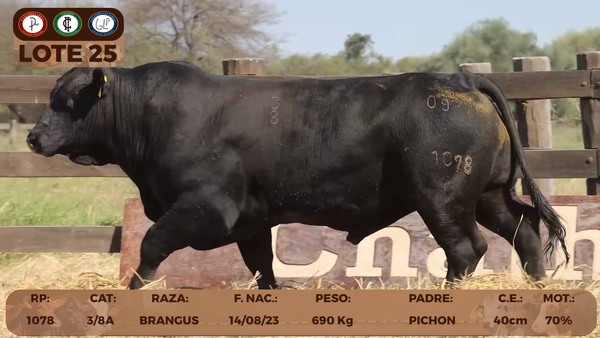 Lote LOTE 25