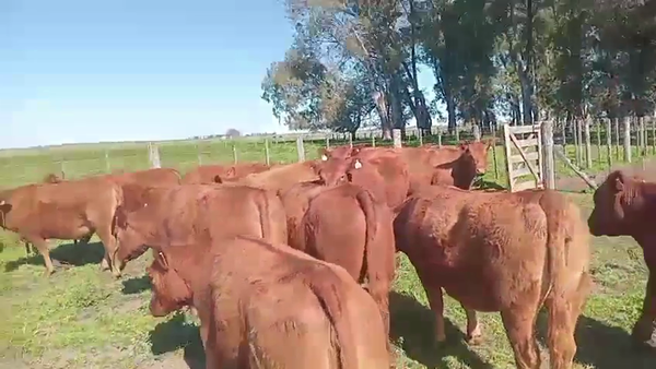 Lote 15 Vaquillonas en Saladillo