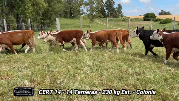 Lote 14 Terneras en Colonia
