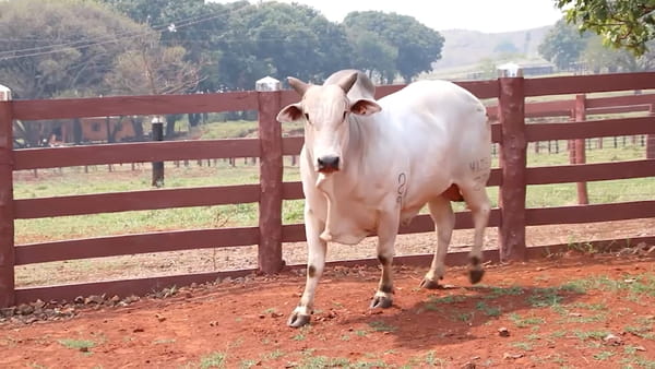 Lote LOTE 64