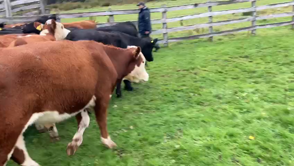 Lote 52 Novillo Engorda en Coyhaique, XI Región Aysén