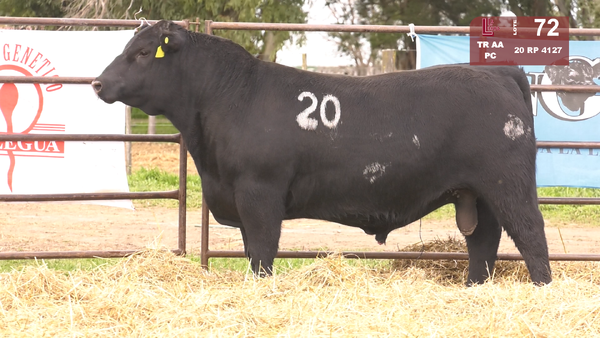 Lote TOROS ANGUS NEGROS  PC