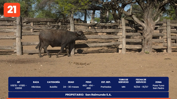 Lote LOTE 21