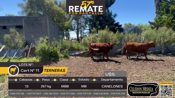 Lote 13 Terneras en Otra Localidad, Canelones