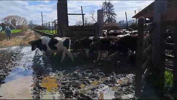 Lote 69 Ternero en Freire, IX Región Araucanía