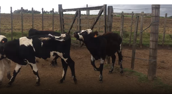 Lote 8 Terneros en San José