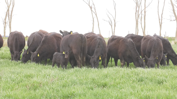 Lote VAQ. ANGUS NEGRO  PC C/GTÍA DE PREÑEZ PARICIÓN PRIMAVERA