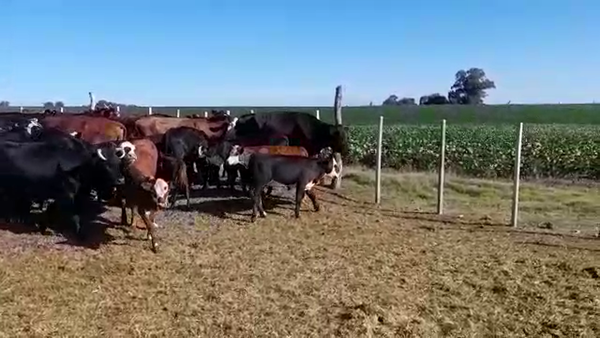 Lote (Vendido)64 Piezas de cría HEREFORD/ ANGUS en SANTA ELENA