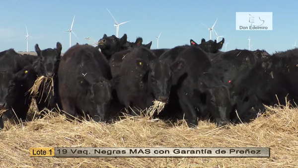 Lote Vaquillonas "Don Edelmiro"