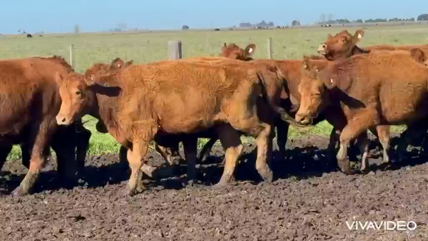 Lote 41 Vacas C/ gtia de preñez NUEVAS Y MEDIO USO