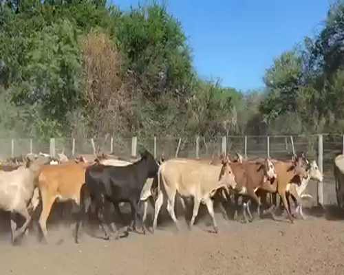 Lote 80 Terneras en Pto. Eva Perón, Chaco