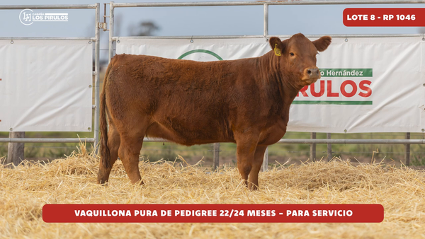 Lote VAQUILLONA PURA DE PEDIGREE - 22/24 meses - sin servicio