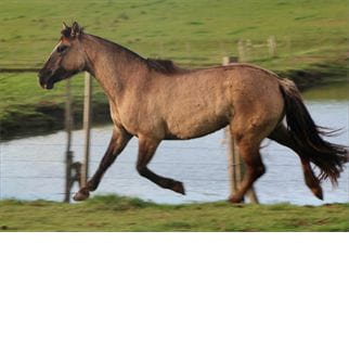 Lote FRASADA DEL CONVENTOS