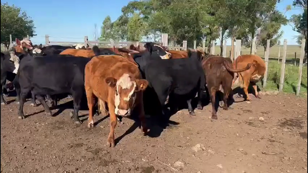 Lote VAQUILLONAS Y VACAS PREÑADAS.