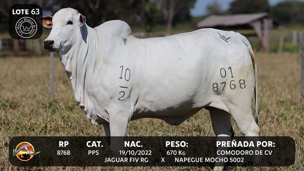Lote LOTE 63