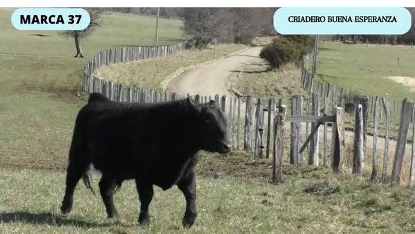 Lote 1 Toro en Coyhaique, XI Región Aysén