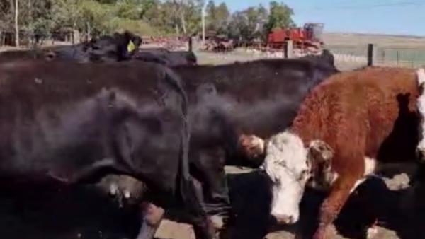 Lote 43 VACAS CUT PREÑ., CORONEL PRINGLES, PCIA. DE BS. AS.