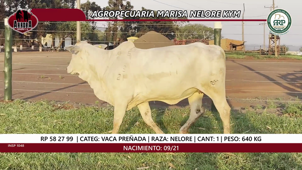 Lote VACA PREÑADA