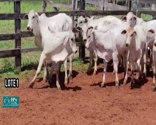 Lote Terneros y Desmamantes machos