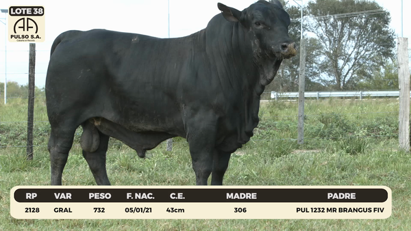 Lote LOTE 38