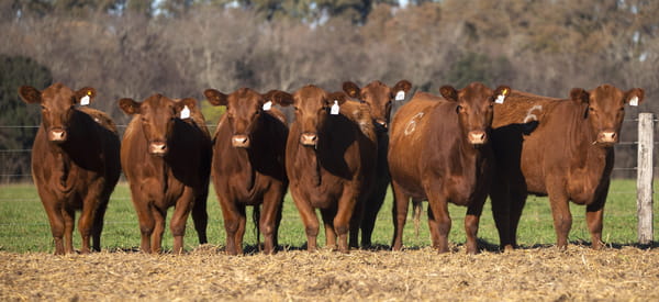 Lote VAQUILLONAS ANGUS PC PARICION PRIMAVERA