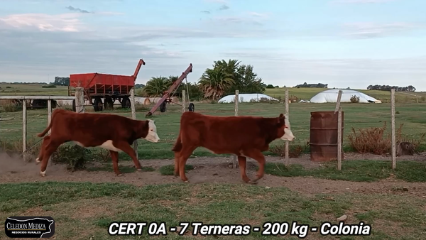 Lote 7 Terneras en Colonia