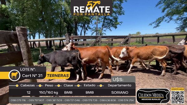 Lote 12 Terneras en Agraciada, Soriano