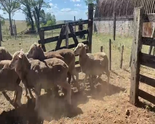 Lote OVEJAS