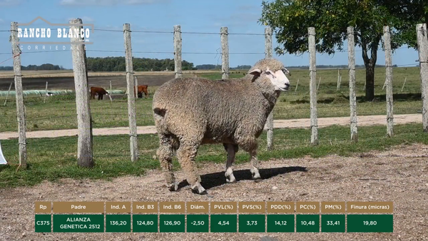 Lote CARNEROS 2 DTES.