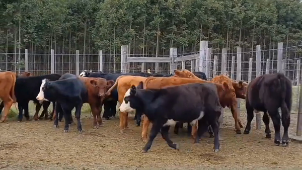 Lote 21 Terneros CRUZAS/ ANGUS 160kg -  en PARADA OLIVERA