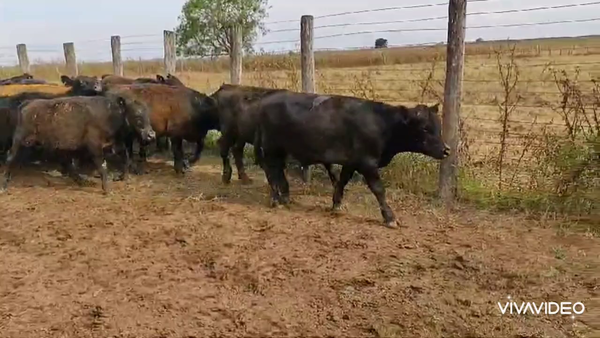 Lote 24 Novillitos en Brandsen, Buenos Aires