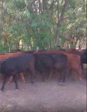Lote 39 Terneros/as