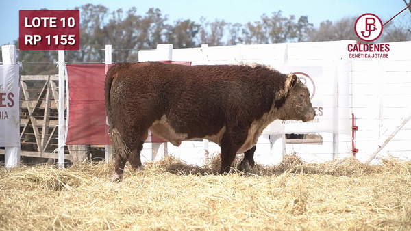 Lote Toro PR