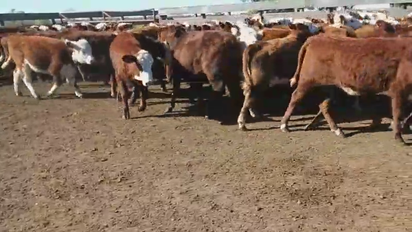 Lote 120 Terneras en Villaguay, Entre Ríos