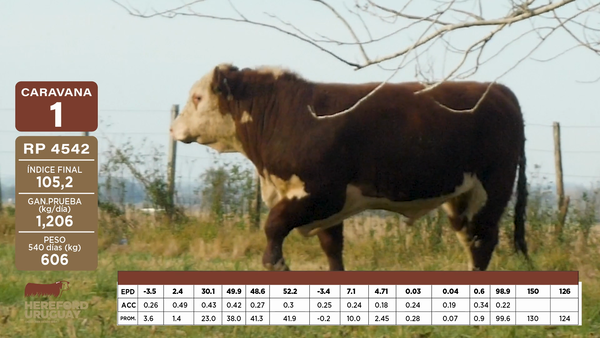Lote Caravana 1 "Mario Ibarburu S. en C."