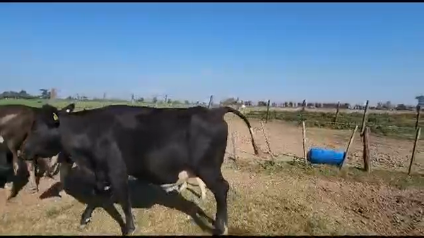 Lote 13 Vacas preñadas Braford, Brangus y sus cruzas en Hipatía, Santa Fe