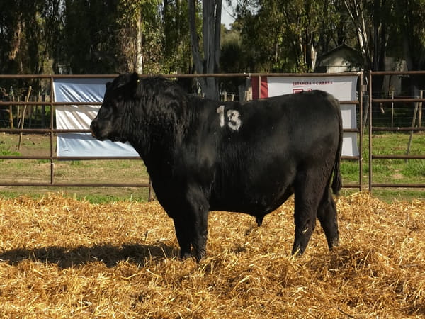 Lote TOROS ANGUS NEGROS PC