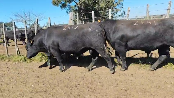 Lote Toros Angus SA