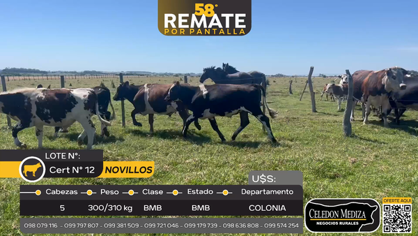 Lote 5 Novillos en Miguelete, Colonia
