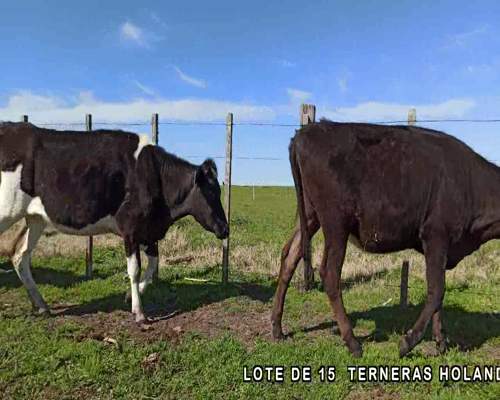 Lote 15 Terneras en Palmitas, Soriano